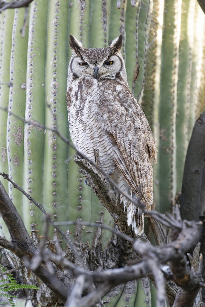 Great Horned Owl - ML618380859