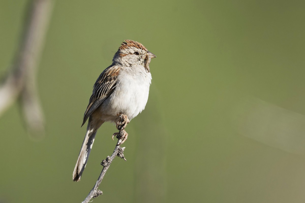 Rufous-winged Sparrow - ML618380876