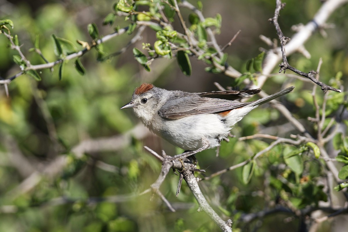 Lucy's Warbler - ML618380878