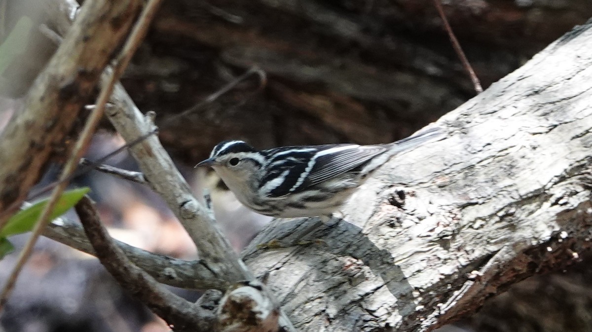 Black-and-white Warbler - ML618380886