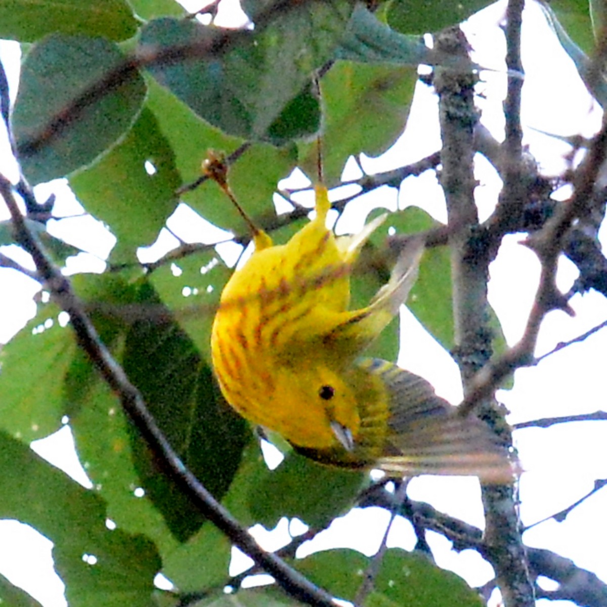 Yellow Warbler - ML618380894