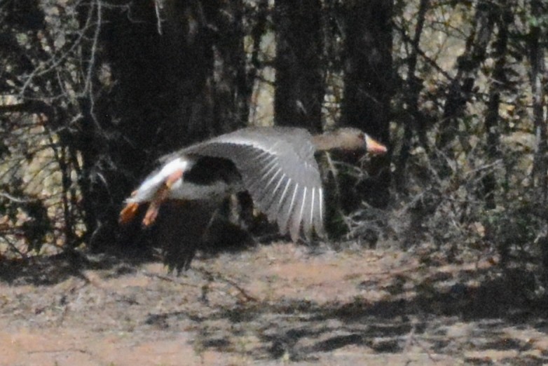 Greater White-fronted Goose - ML618380907