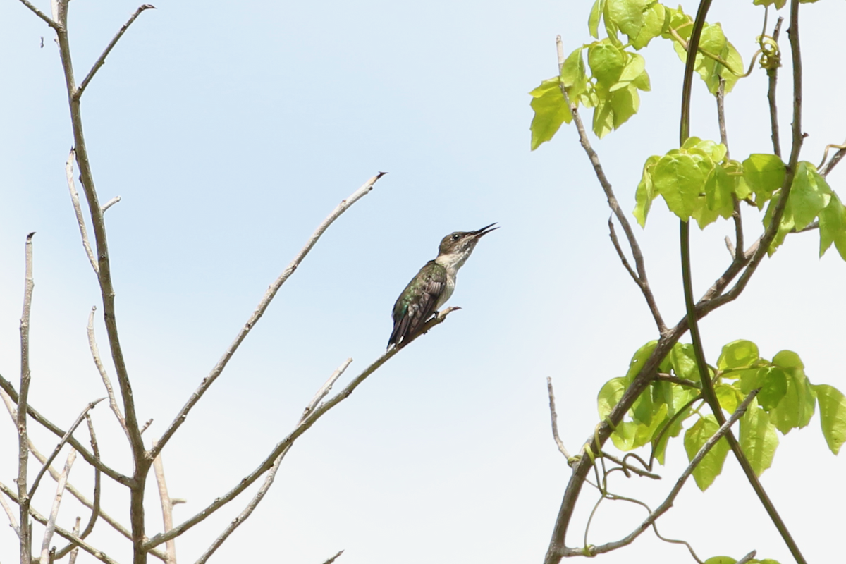 Vervain Hummingbird - ML618380924
