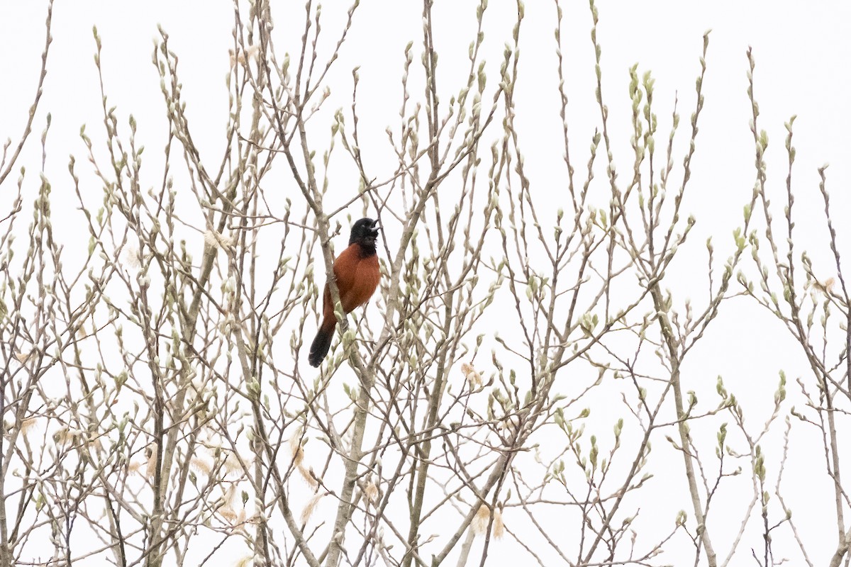 Orchard Oriole - ML618380934