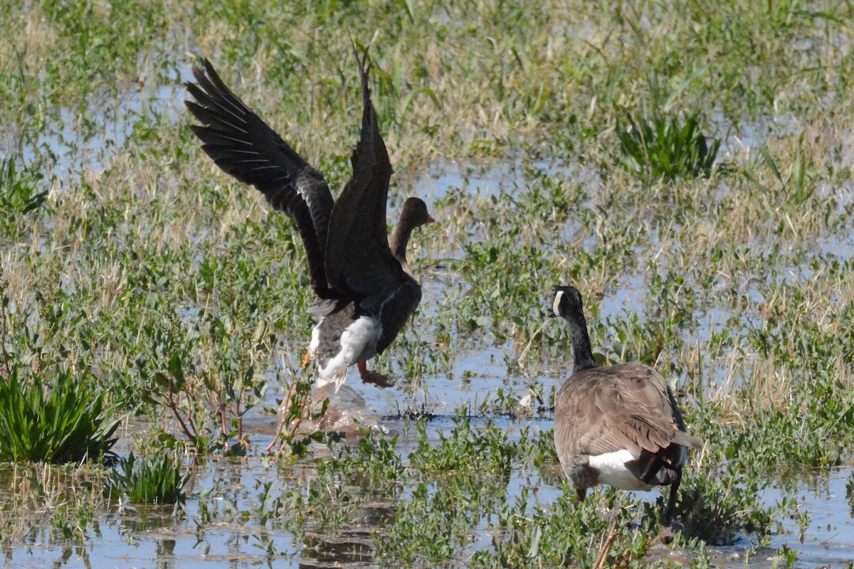 Greater White-fronted Goose - Cathy Pasterczyk