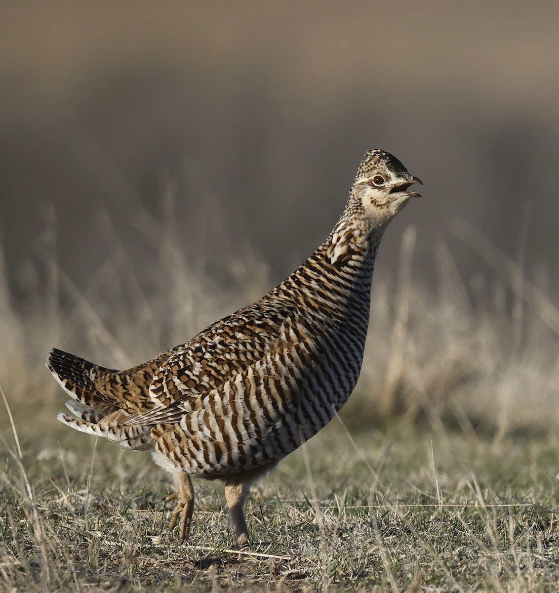 Greater Prairie-Chicken - ML618380998