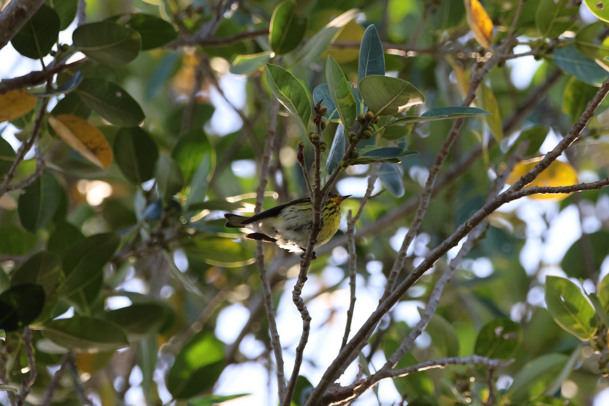Cape May Warbler - ML618381037