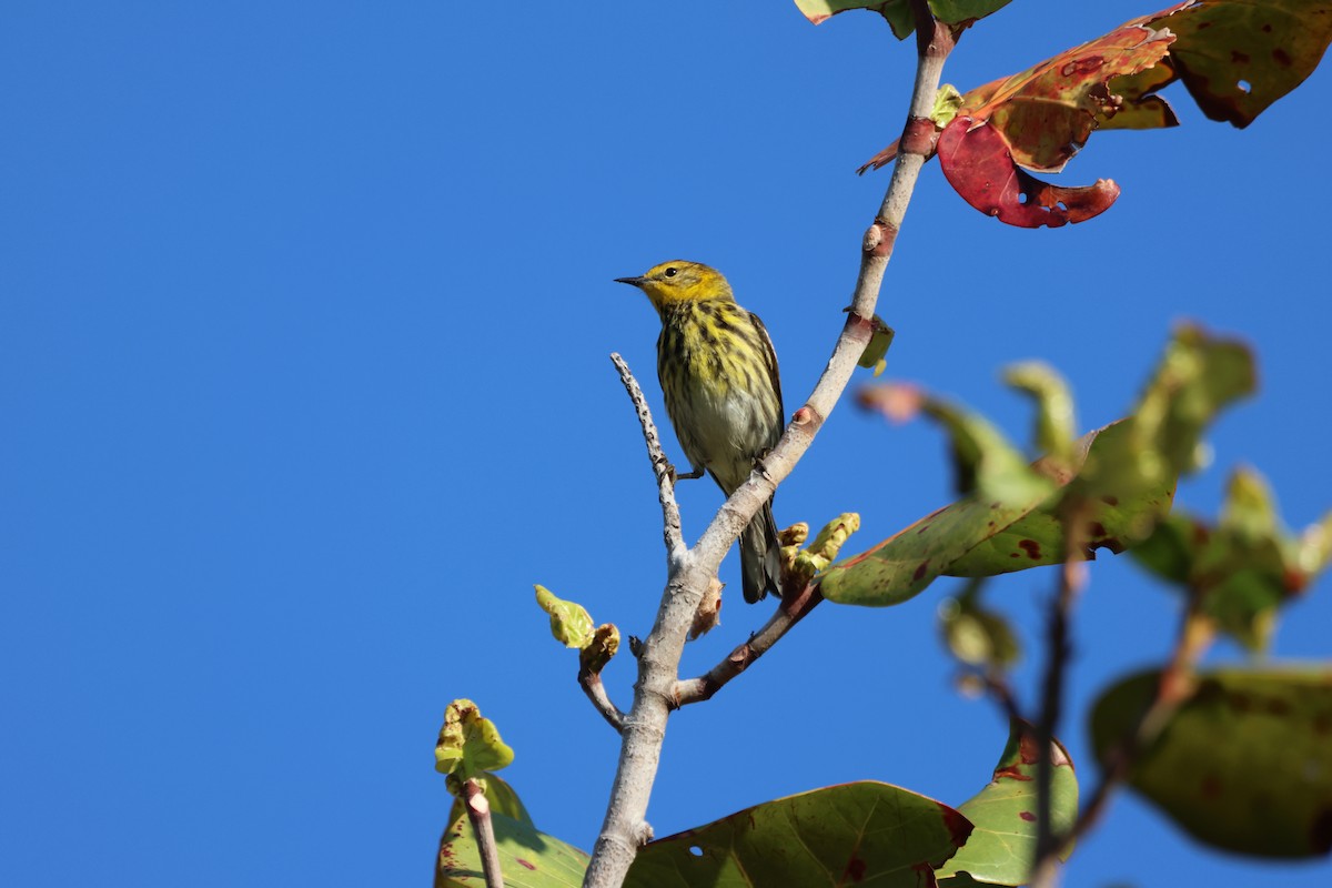 Cape May Warbler - ML618381040