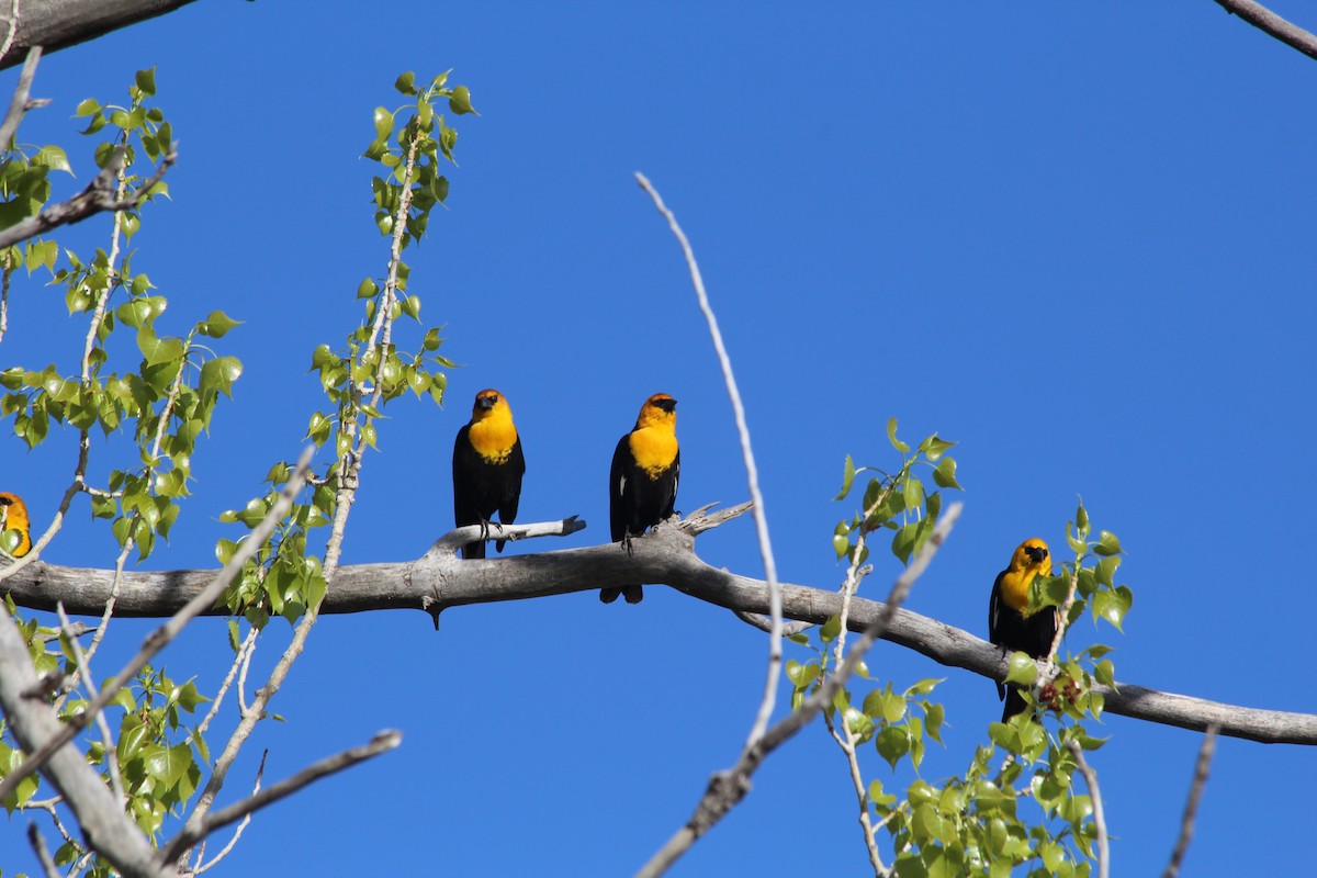Yellow-headed Blackbird - ML618381041