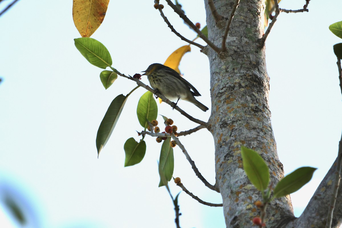 Cape May Warbler - ML618381042