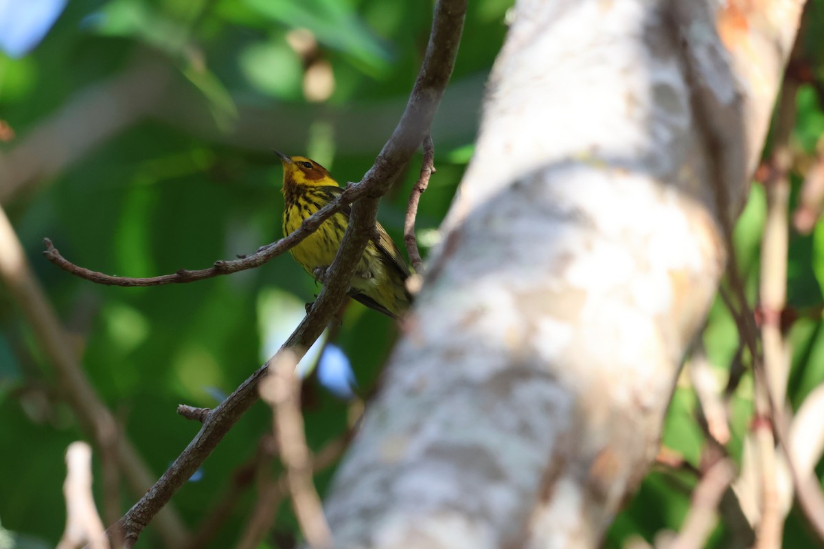 Cape May Warbler - ML618381043