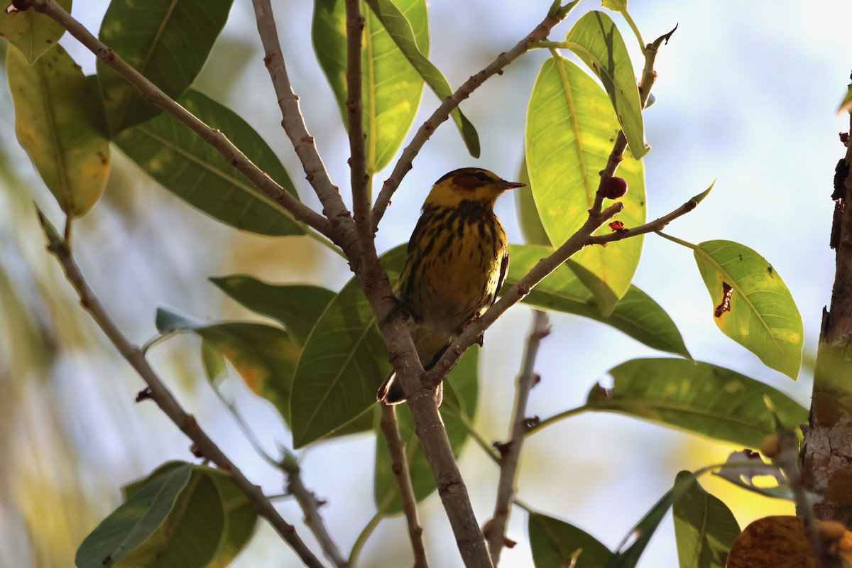 Cape May Warbler - ML618381044