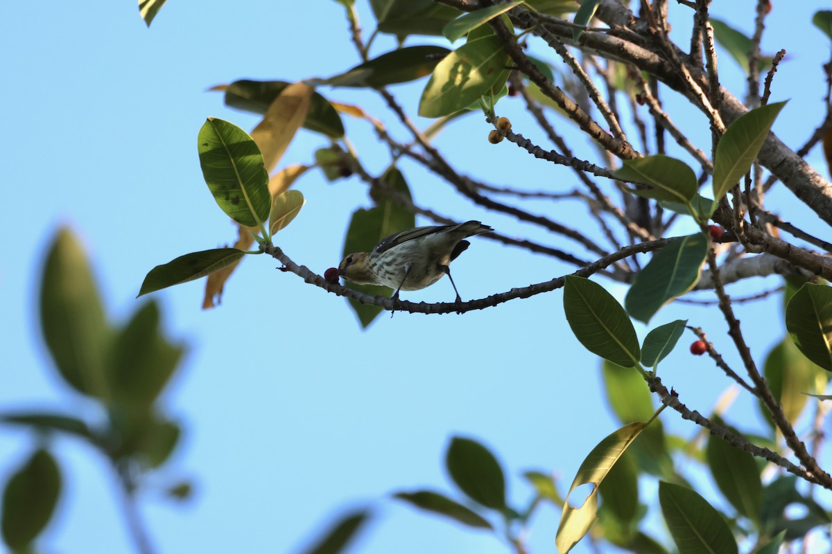 Cape May Warbler - ML618381045