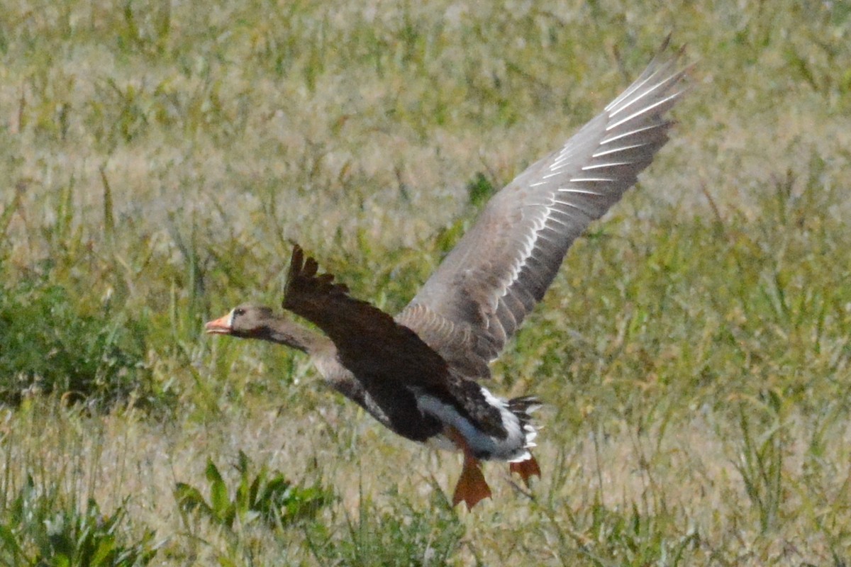 Greater White-fronted Goose - ML618381075