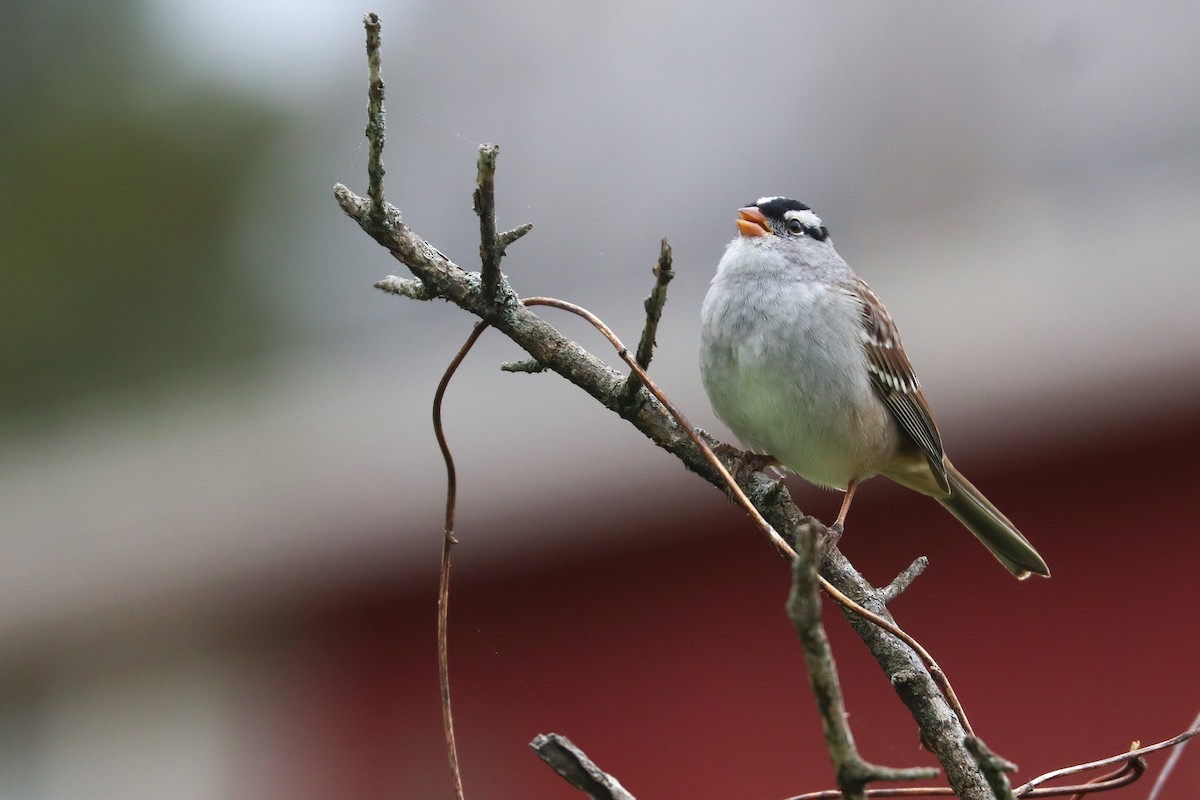 White-crowned Sparrow (Dark-lored) - ML618381115