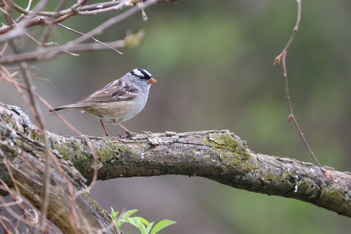 White-crowned Sparrow (Dark-lored) - ML618381121