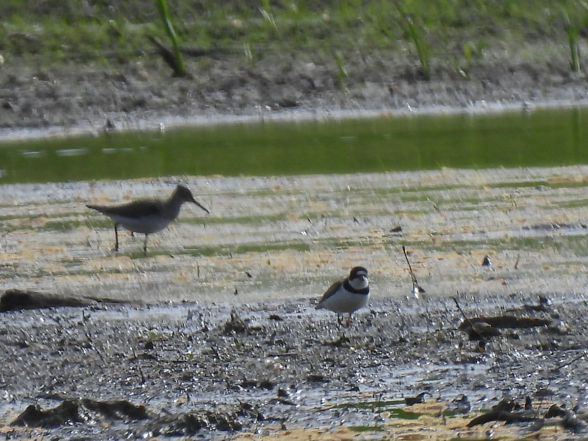 Semipalmated Plover - ML618381128