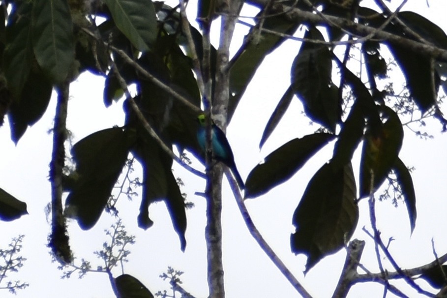 Paradise Tanager - ML618381140