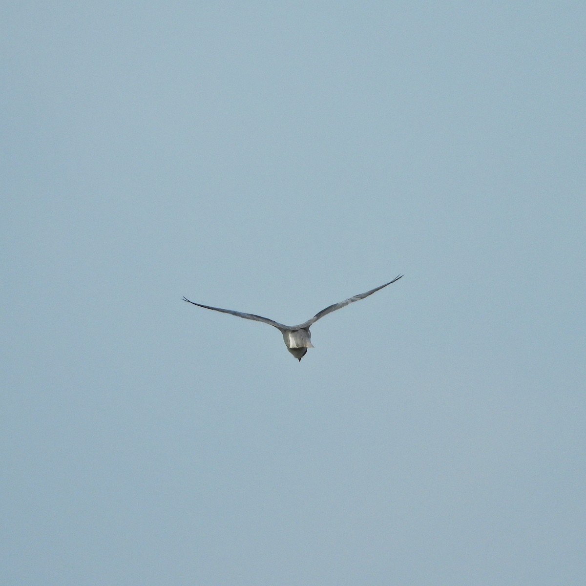Black-winged Kite - ML618381197