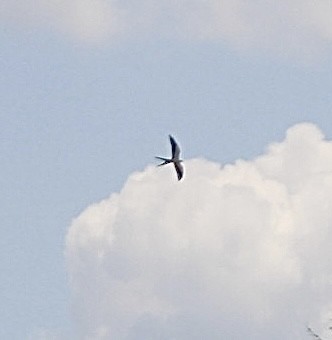 Swallow-tailed Kite - ML618381201