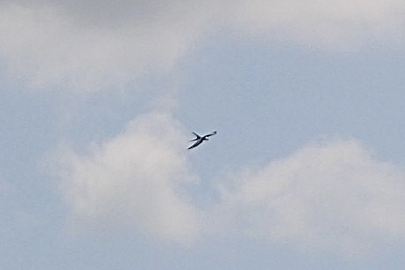 Swallow-tailed Kite - ML618381202