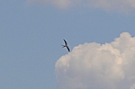 Swallow-tailed Kite - ML618381203