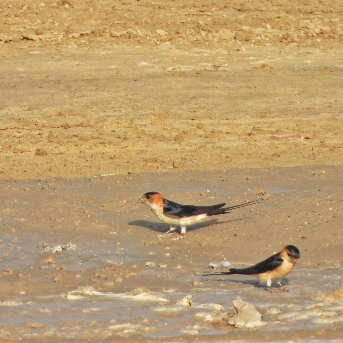 Red-rumped Swallow - ML618381204