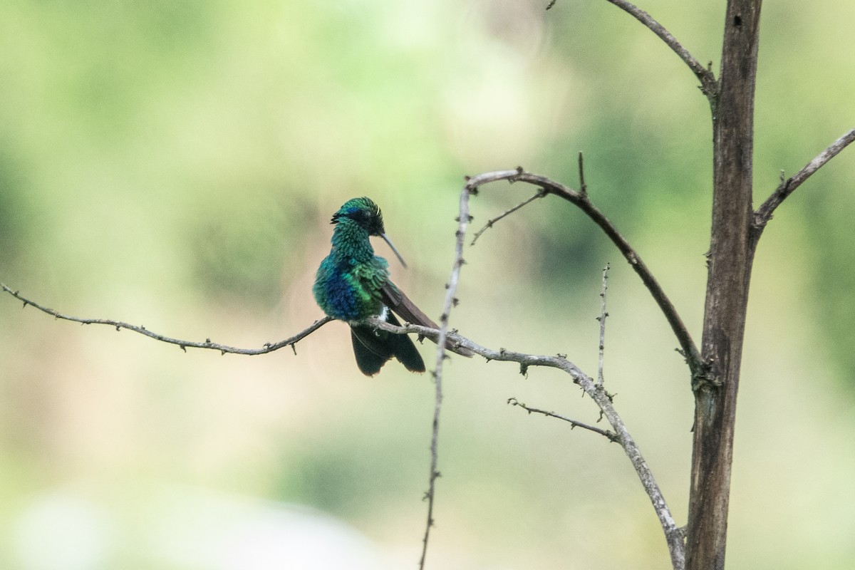 kolibřík modrolící - ML618381216