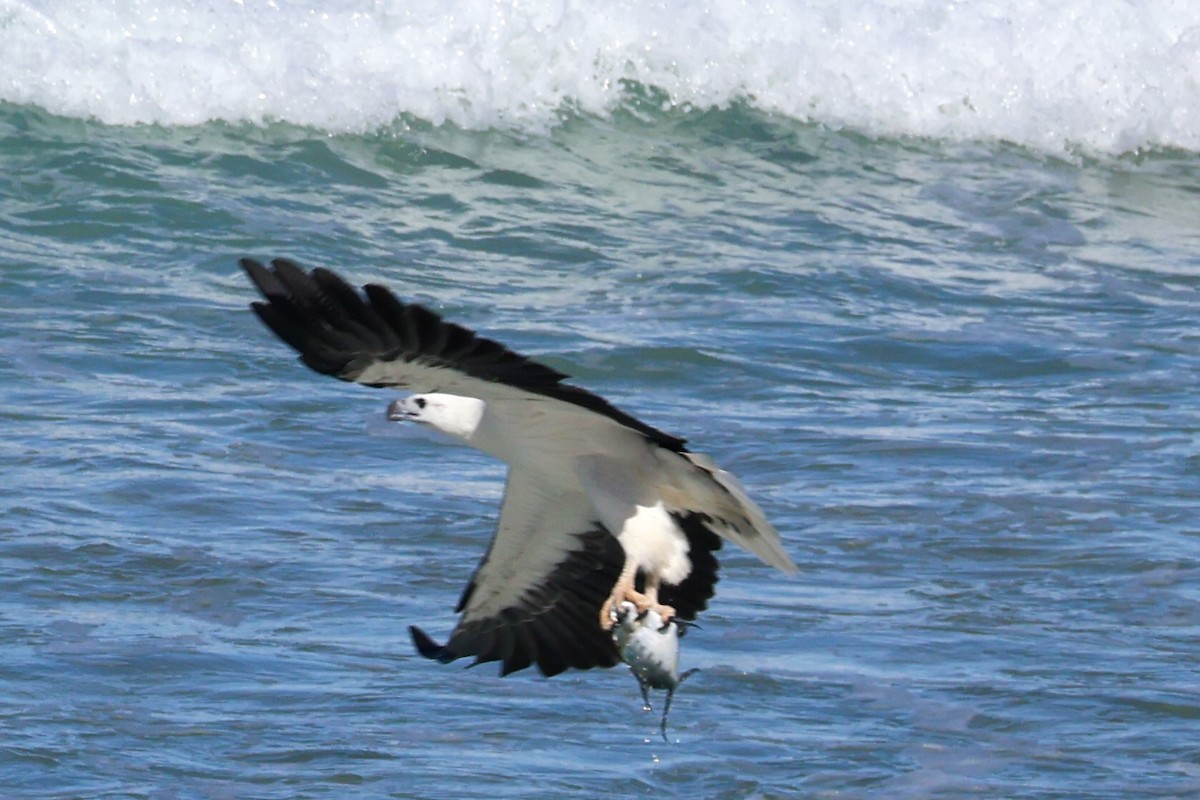 White-bellied Sea-Eagle - Sonia Boughton
