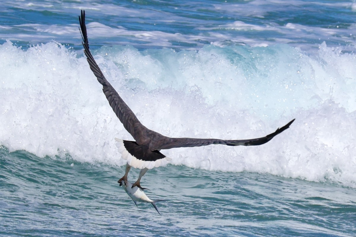 White-bellied Sea-Eagle - Sonia Boughton