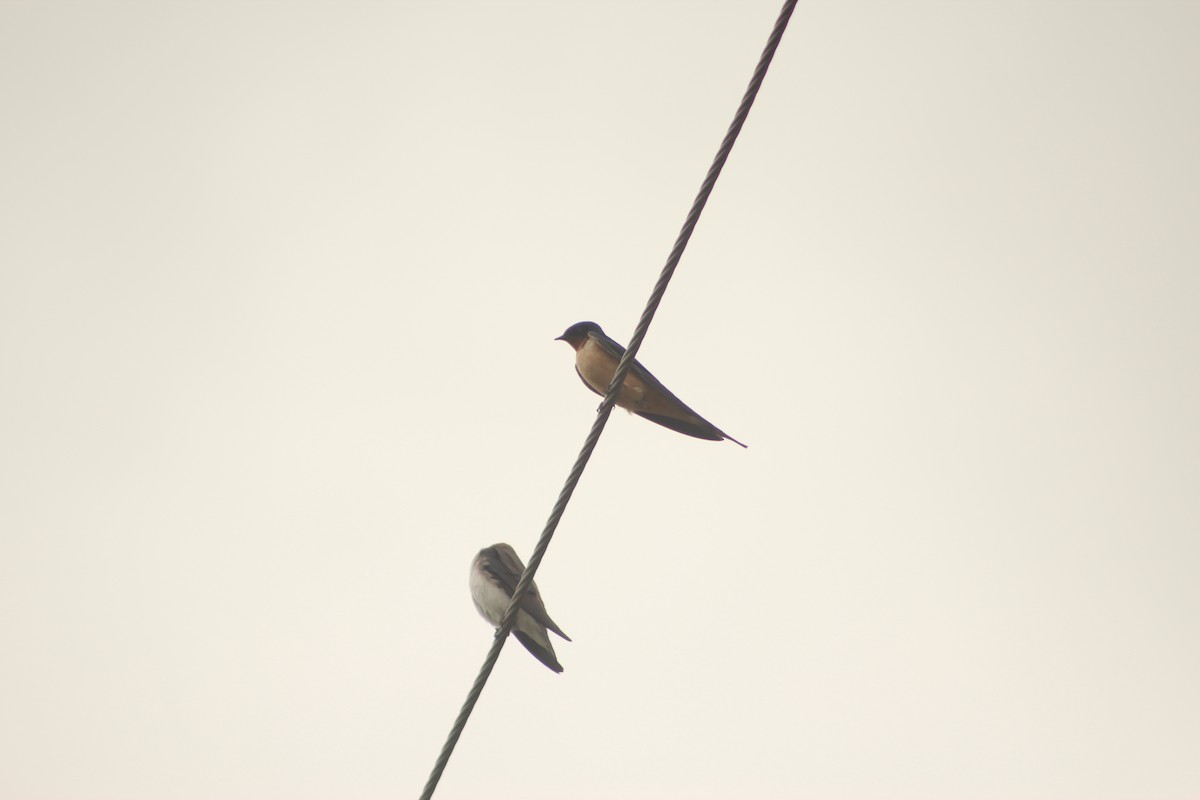 Barn Swallow - ML618381272