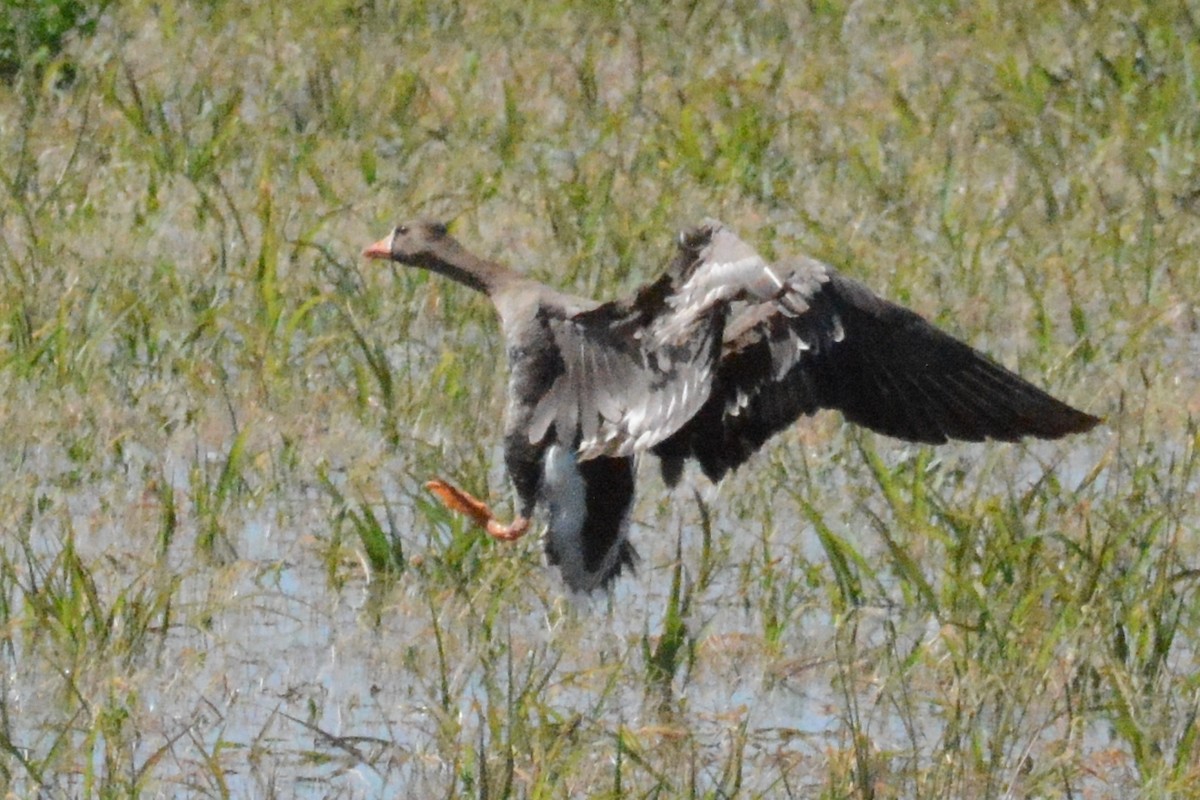 Greater White-fronted Goose - ML618381292