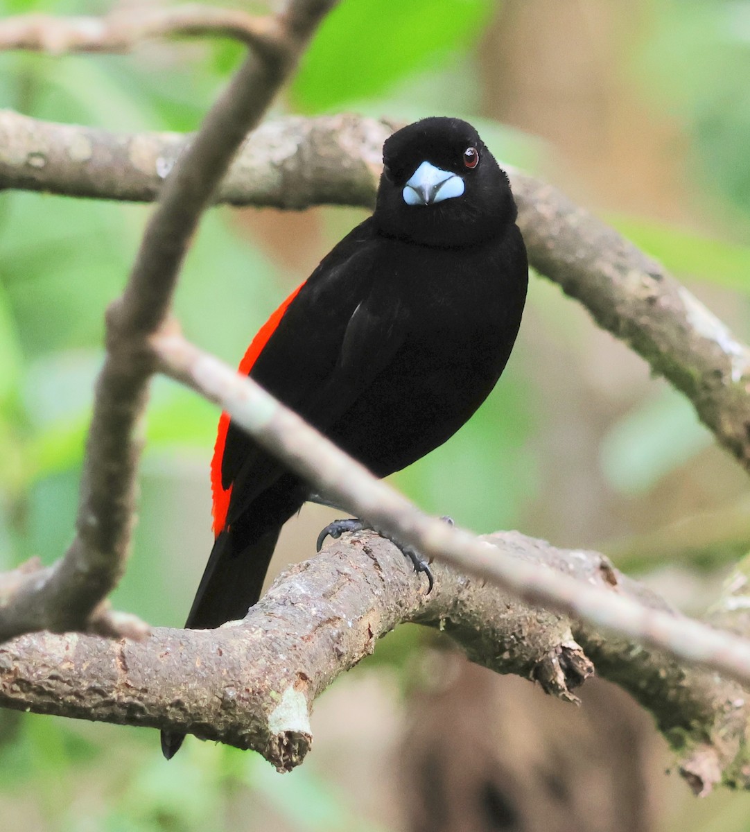 Scarlet-rumped Tanager - ML618381295