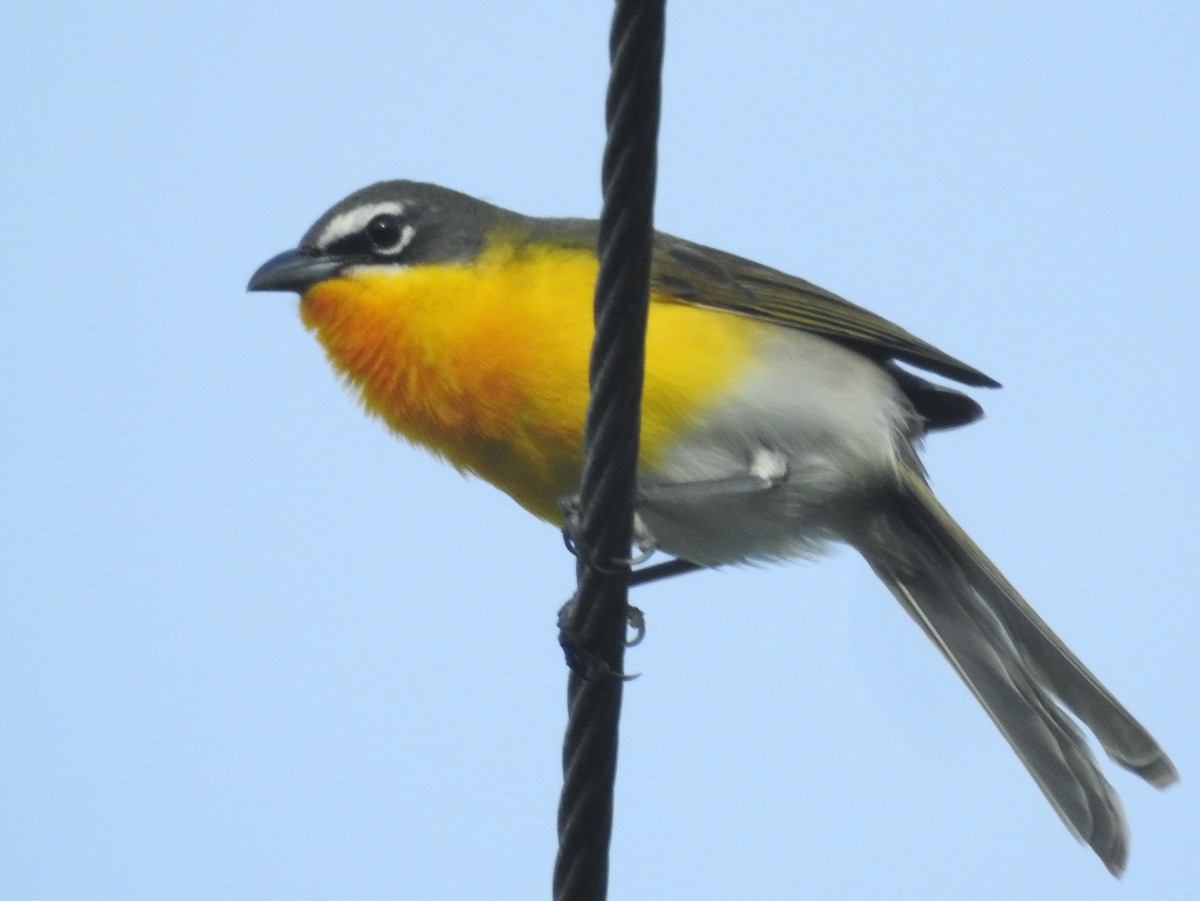 Yellow-breasted Chat - ML618381369