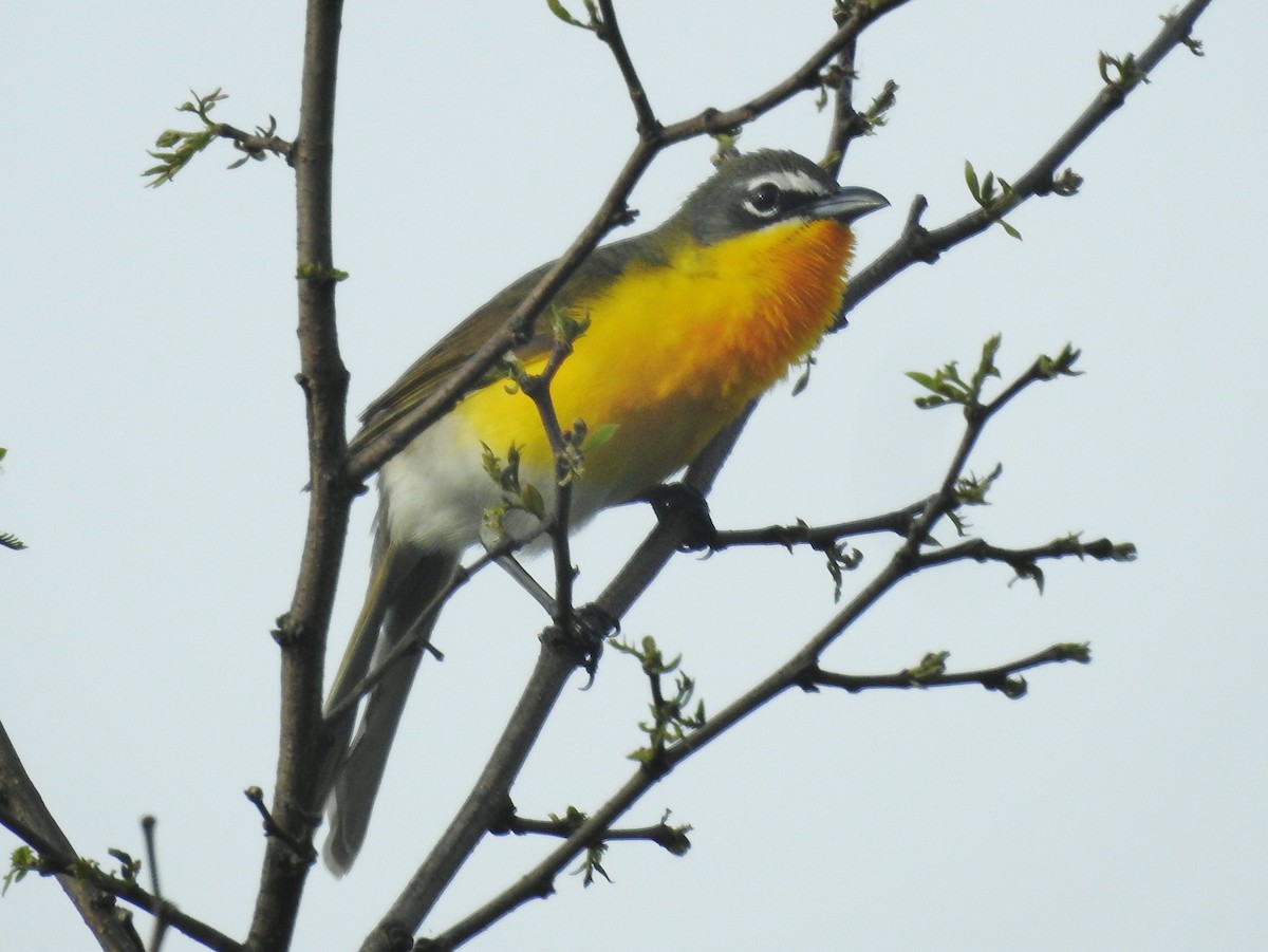Yellow-breasted Chat - ML618381370