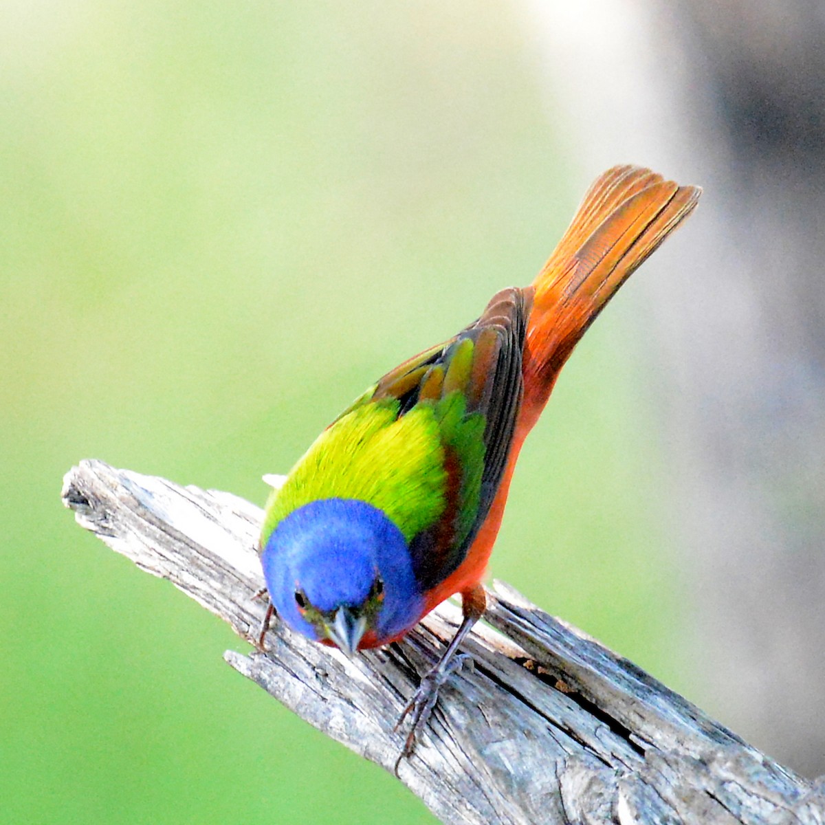 Painted Bunting - ML618381378