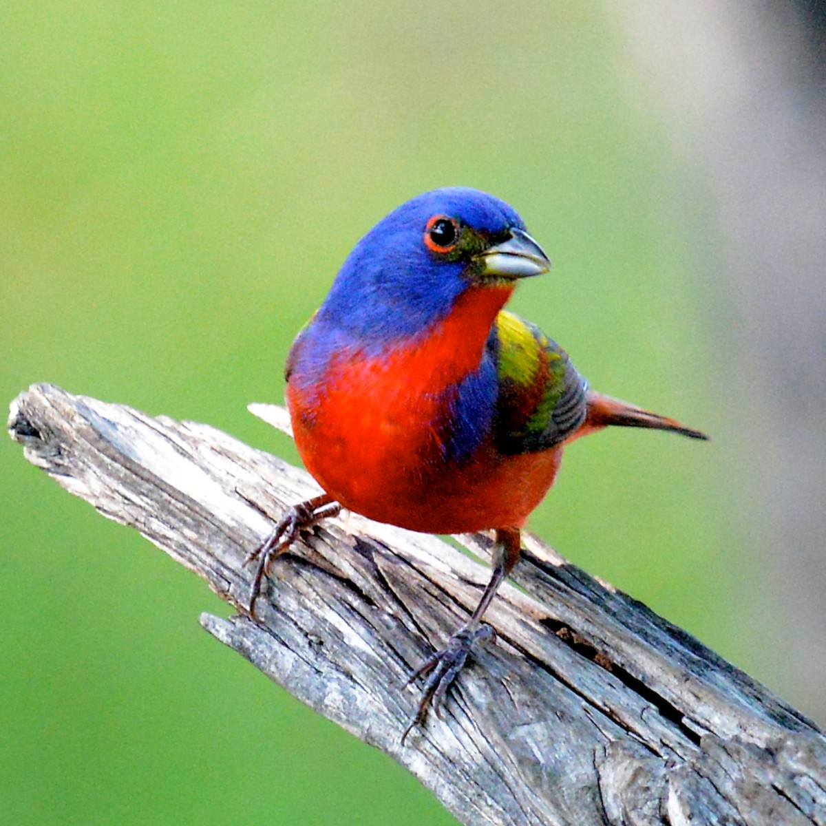 Painted Bunting - ML618381379