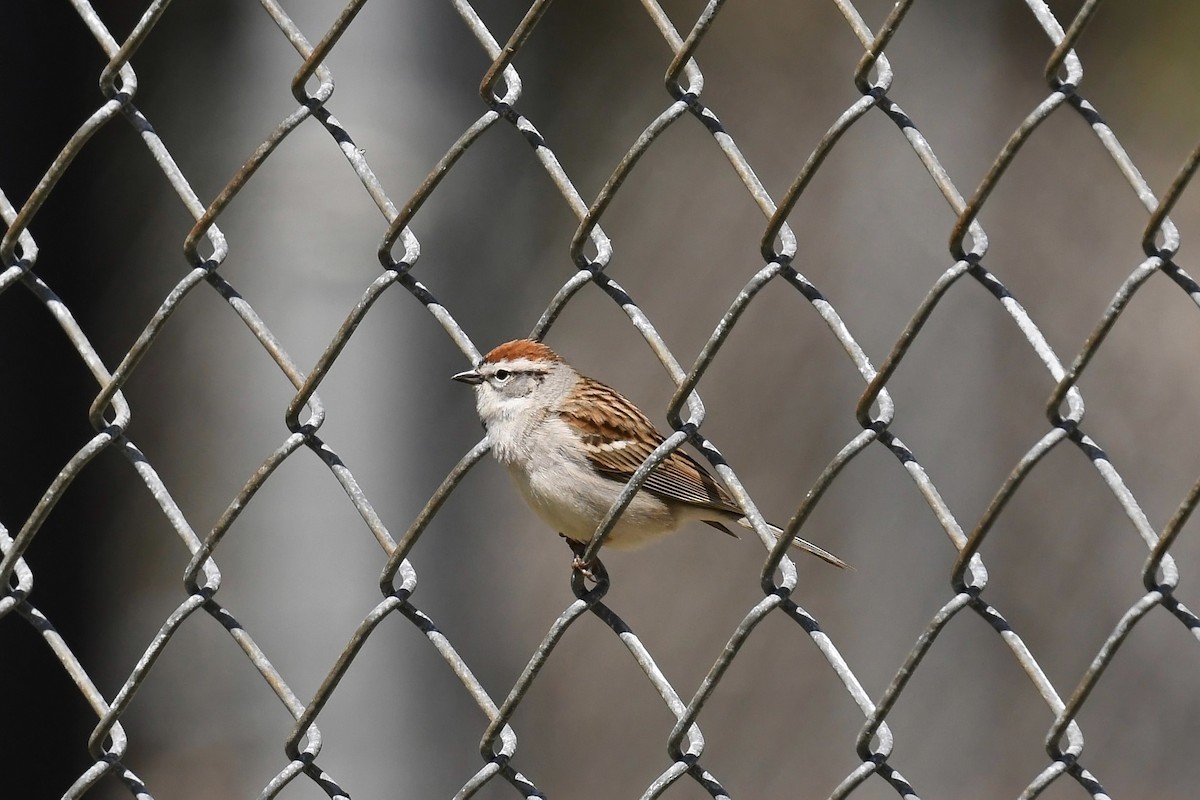 Chipping Sparrow - ML618381383