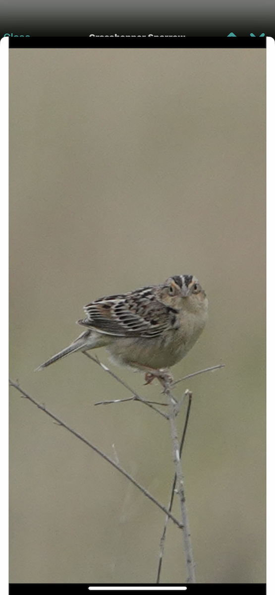 Grasshopper Sparrow - ML618381389