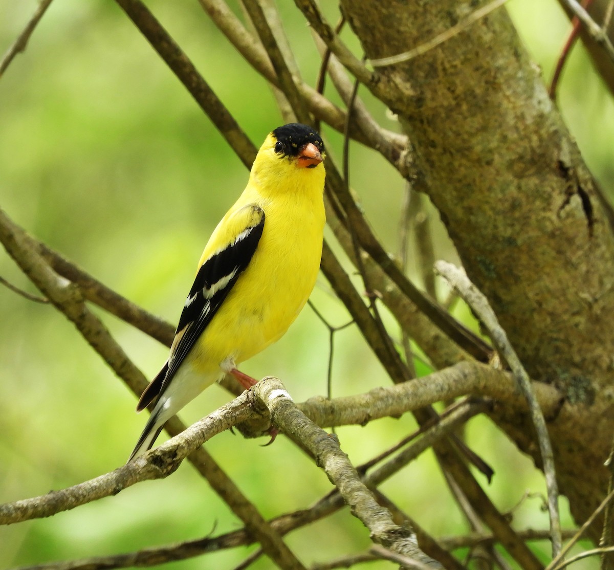 American Goldfinch - Becky Kitto