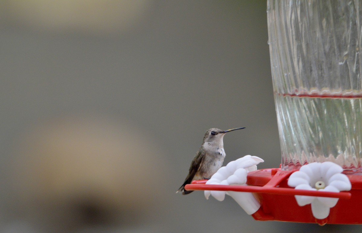 hummingbird sp. - Kayla Liechty