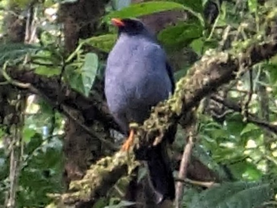 Black-faced Solitaire - ML618381449