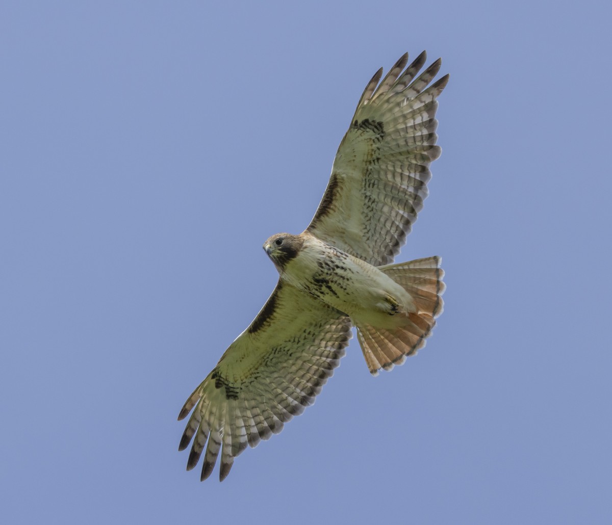 Red-tailed Hawk - ML618381450