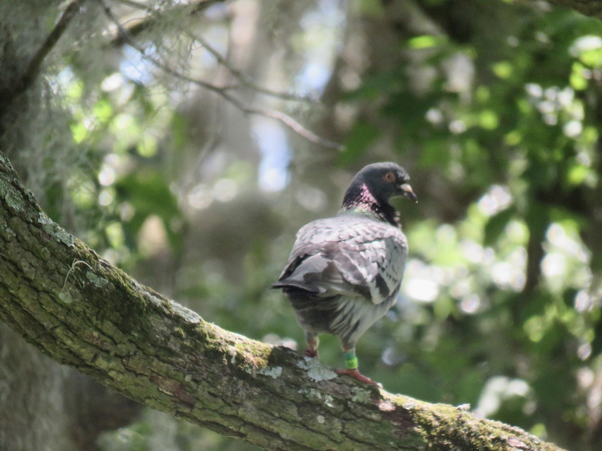 Rock Pigeon (Feral Pigeon) - ML618381465