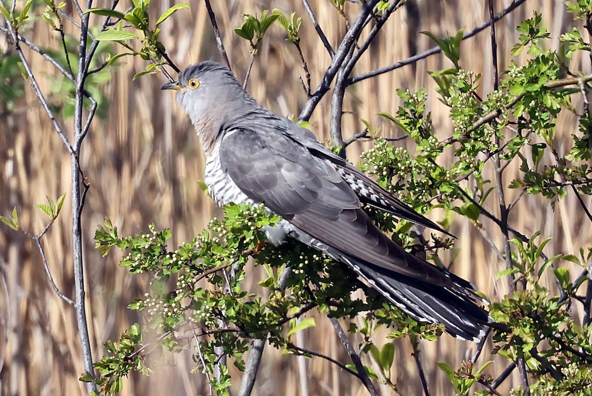 Common Cuckoo - ML618381488