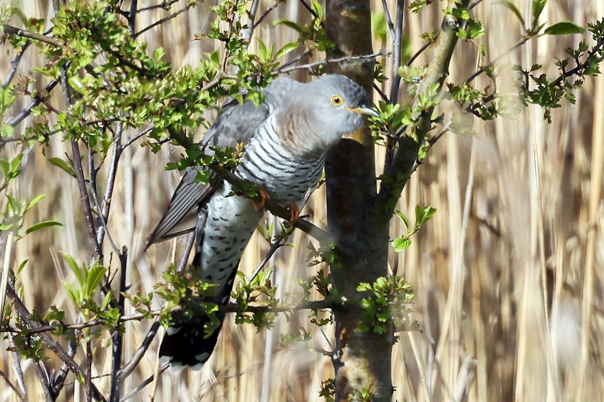 Common Cuckoo - ML618381489