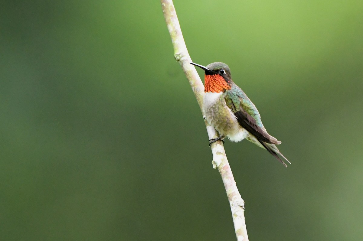 Ruby-throated Hummingbird - ML618381492