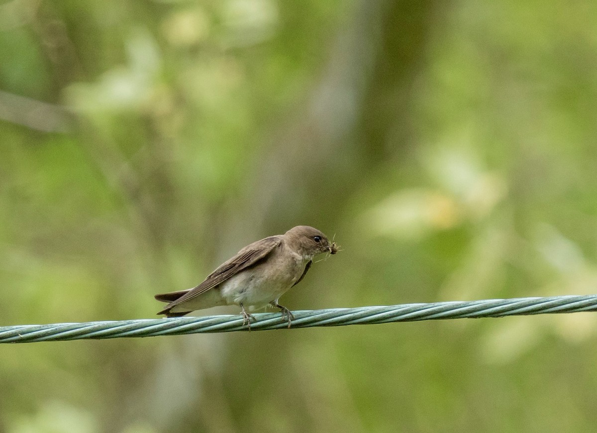 Northern Rough-winged Swallow - ML618381496