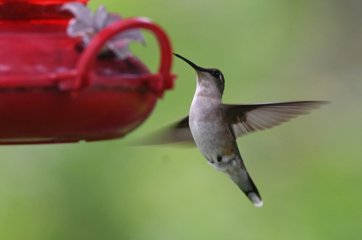 Ruby-throated Hummingbird - ML618381497