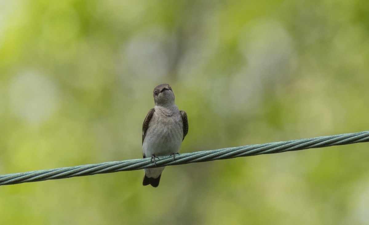 Northern Rough-winged Swallow - ML618381506